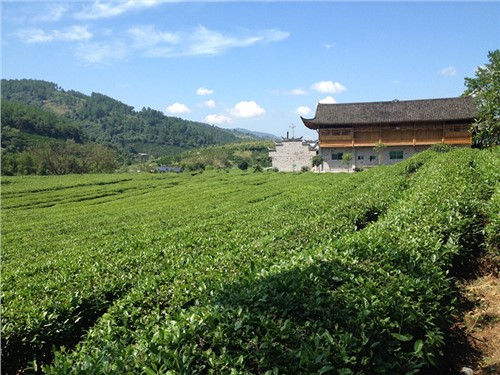 張家界示范基地